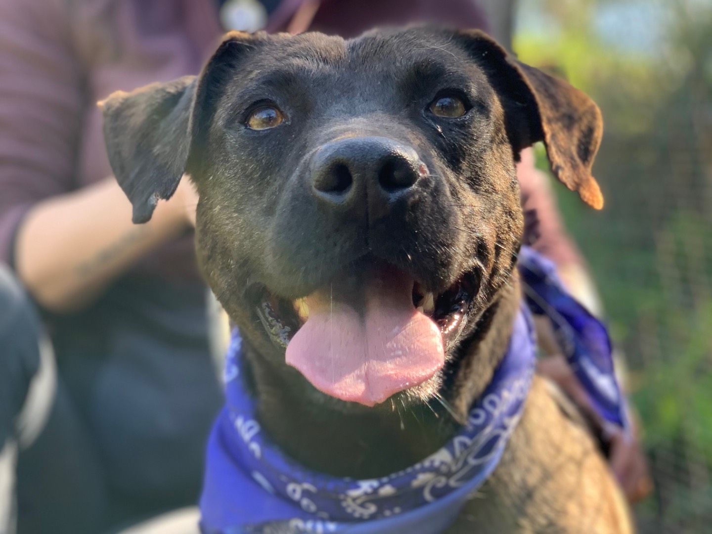 Adozione cane, maschio, Razza sconosciuta Razza sconosciuta, 4 anni e 7 mesi, taglia media, Latina