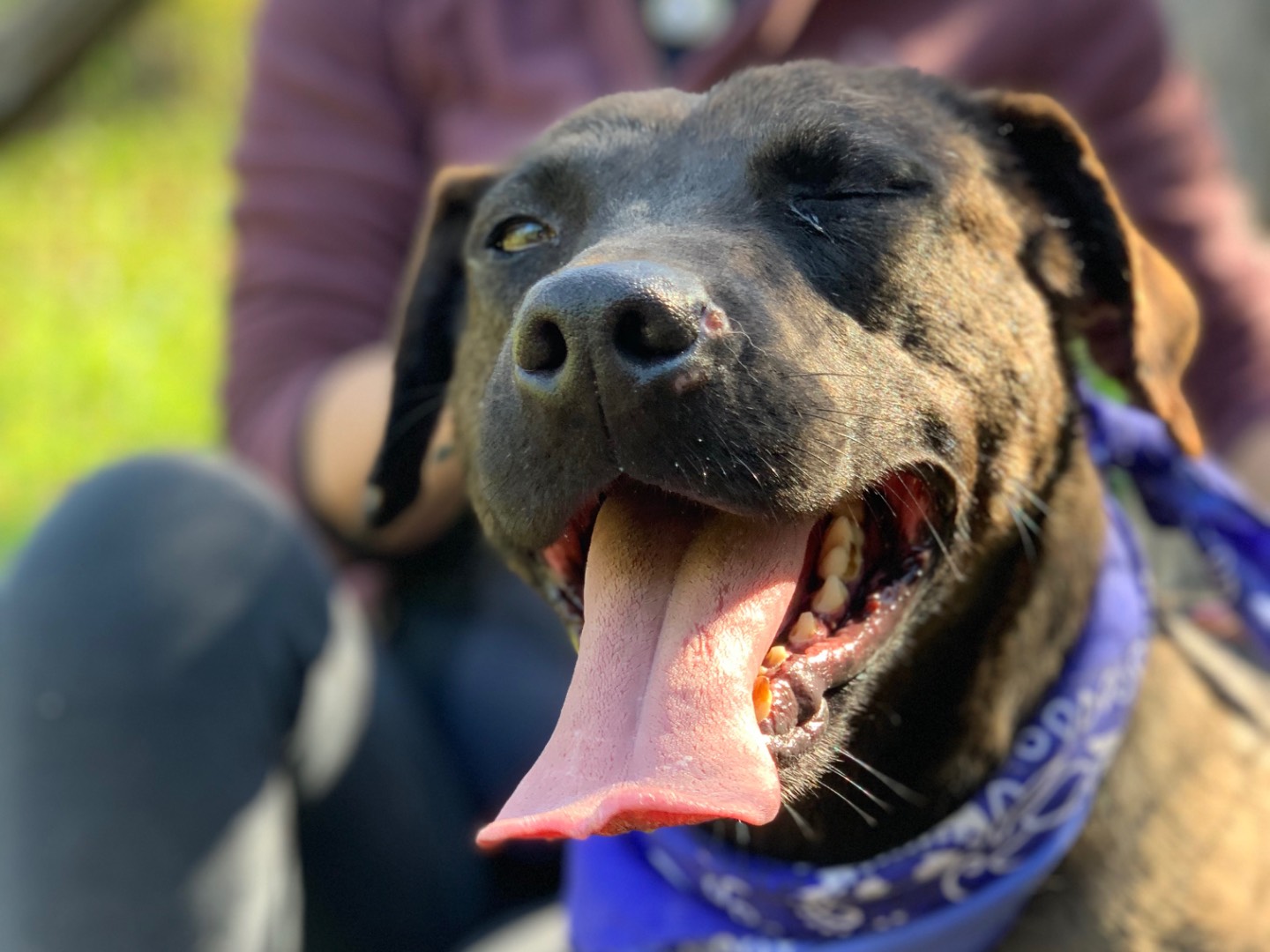 Adotta un cane, maschio, 4 anni e 7 mesi, Latina