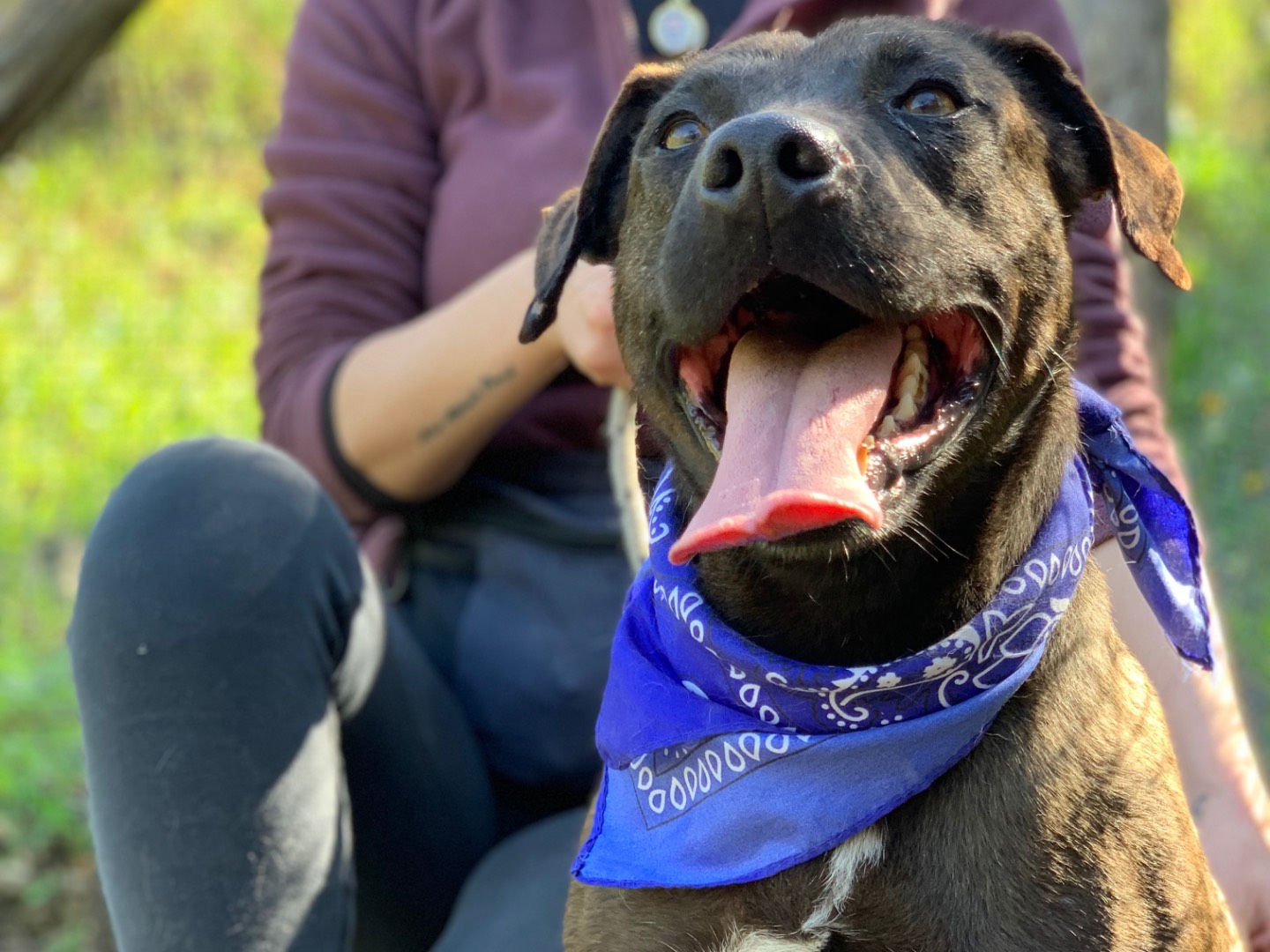 Adotta il cane Matisse a Latina