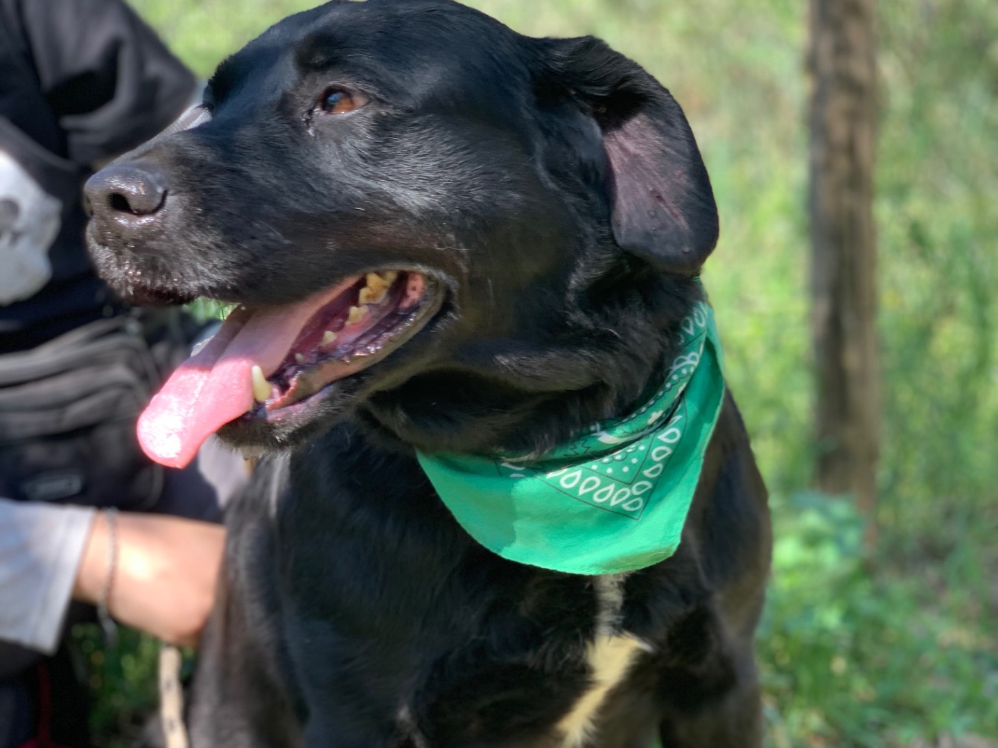 Adotta un cane, maschio, 7 anni e 10 mesi, Latina