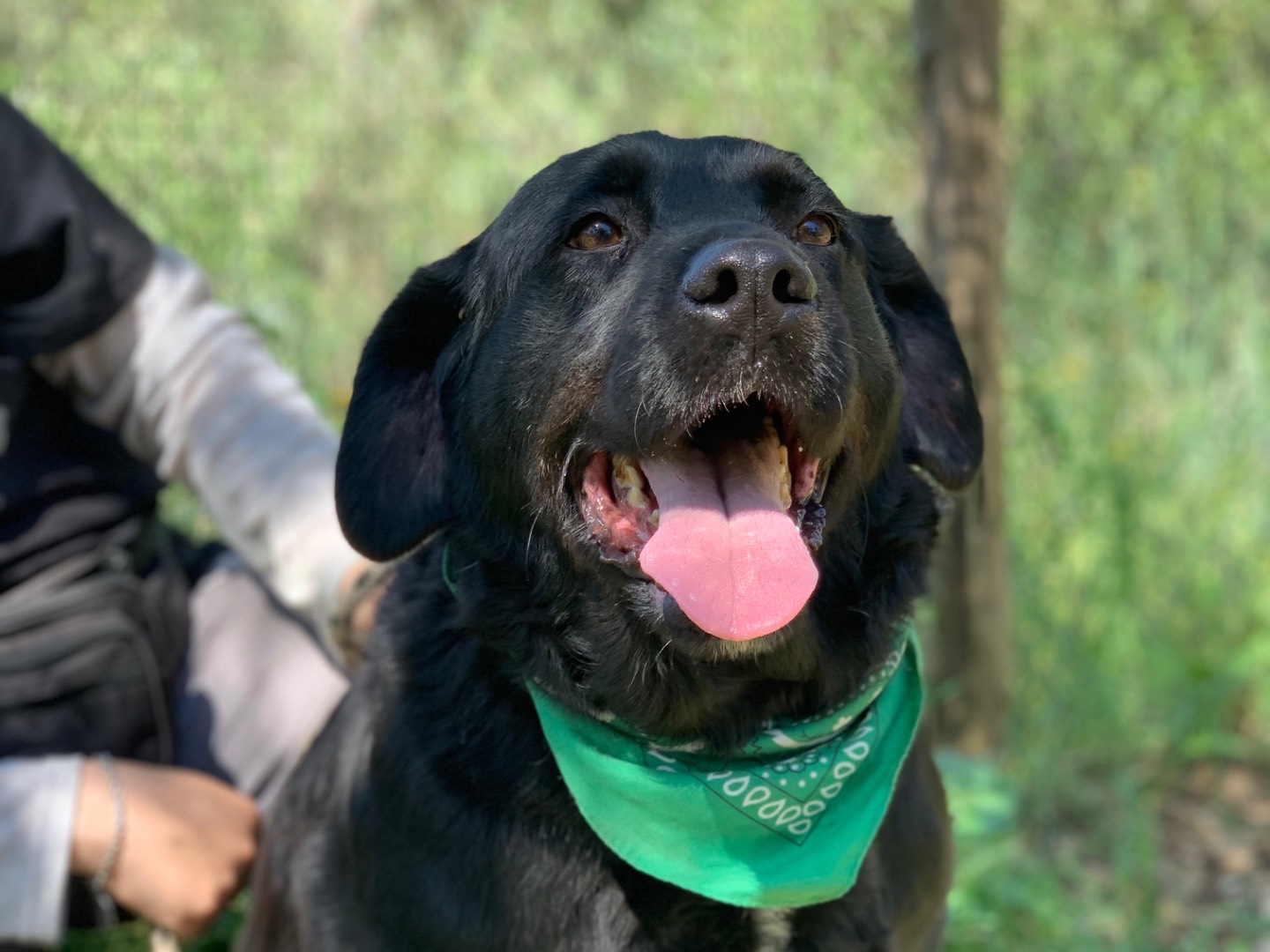 Adotta un cane, taglia grande, maschio, Latina