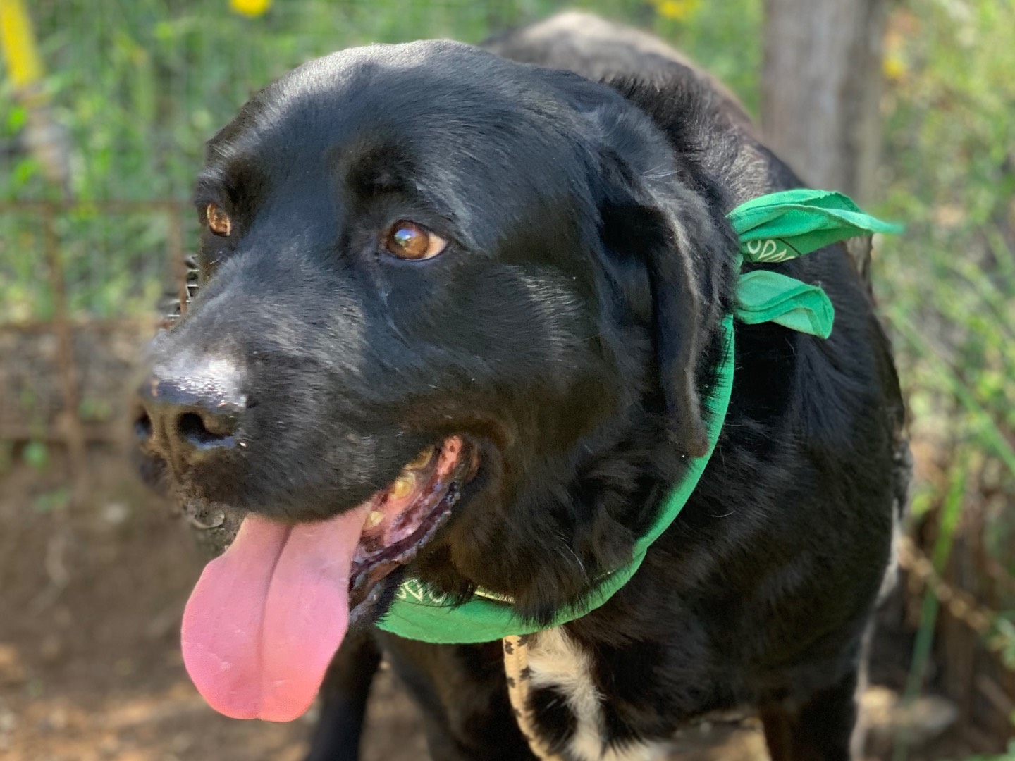 Adotta il cane Max a Latina