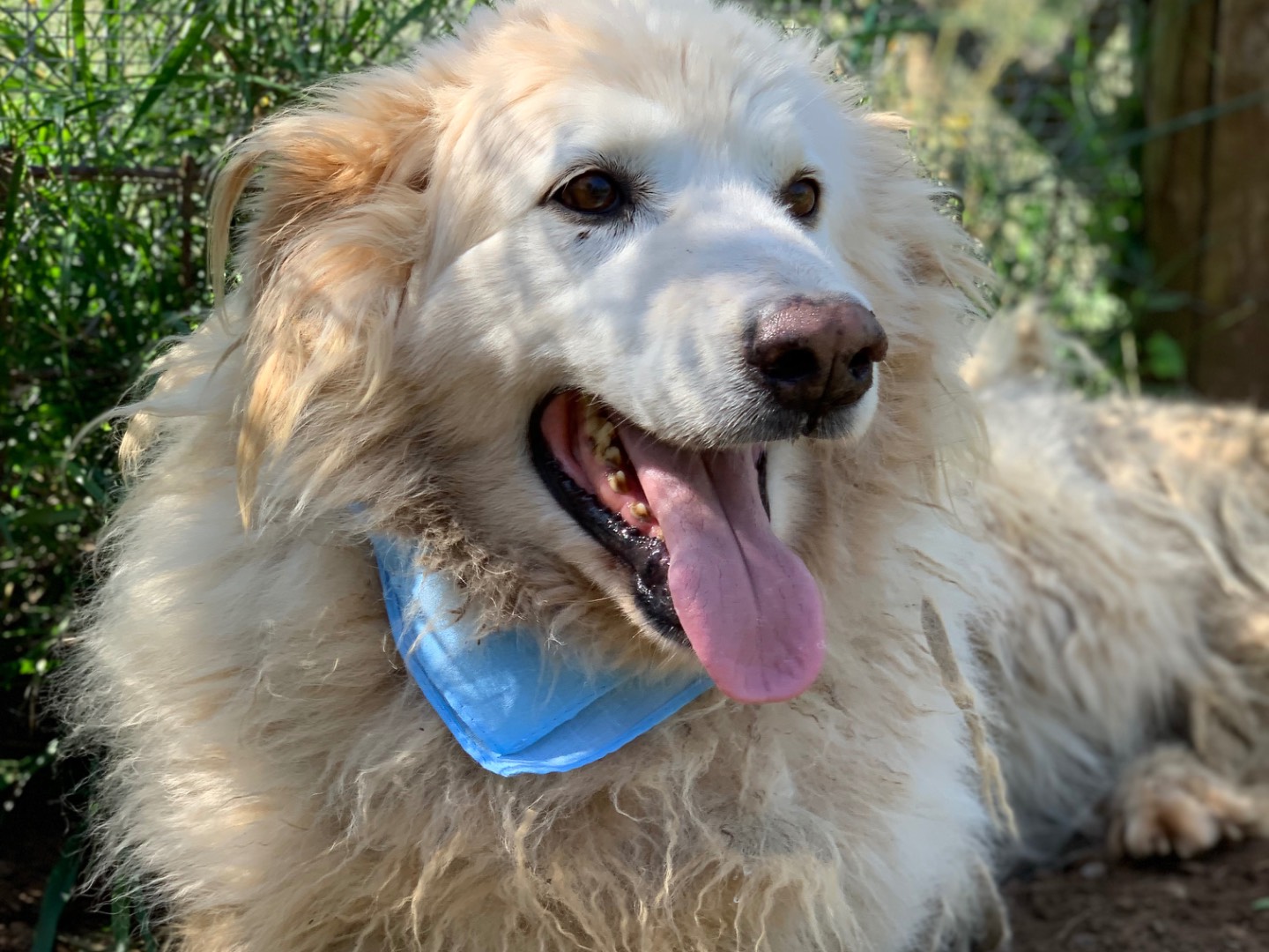 Adotta un cane, maschio, 10 anni e 8 mesi, Latina