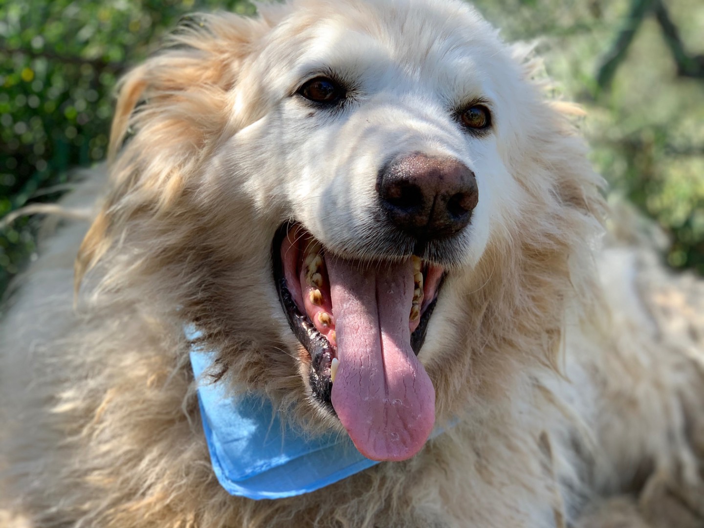 Adotta un cane, taglia grande, maschio, Latina