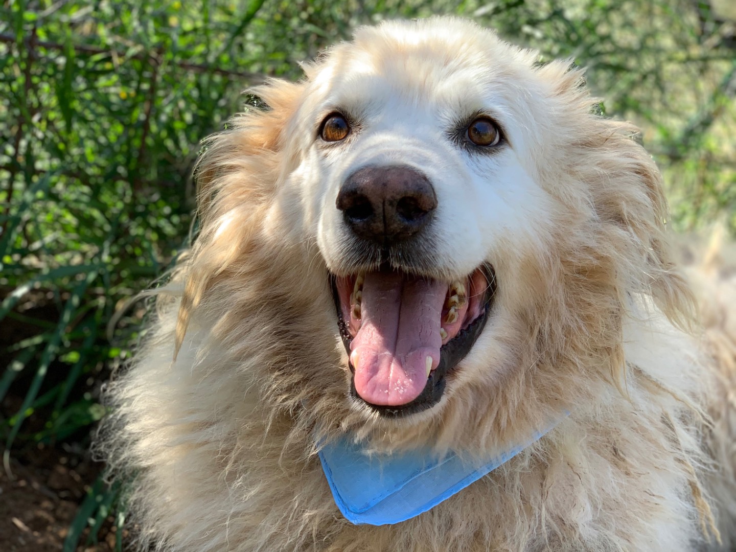 Adozione cane, maschio, Razza sconosciuta Razza sconosciuta, 10 anni e 8 mesi, taglia grande, Latina