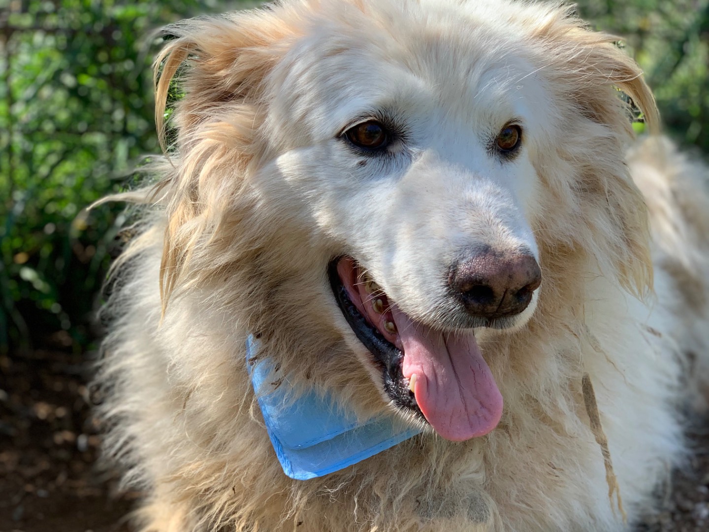 Adotta il cane Michelangelo  a Latina