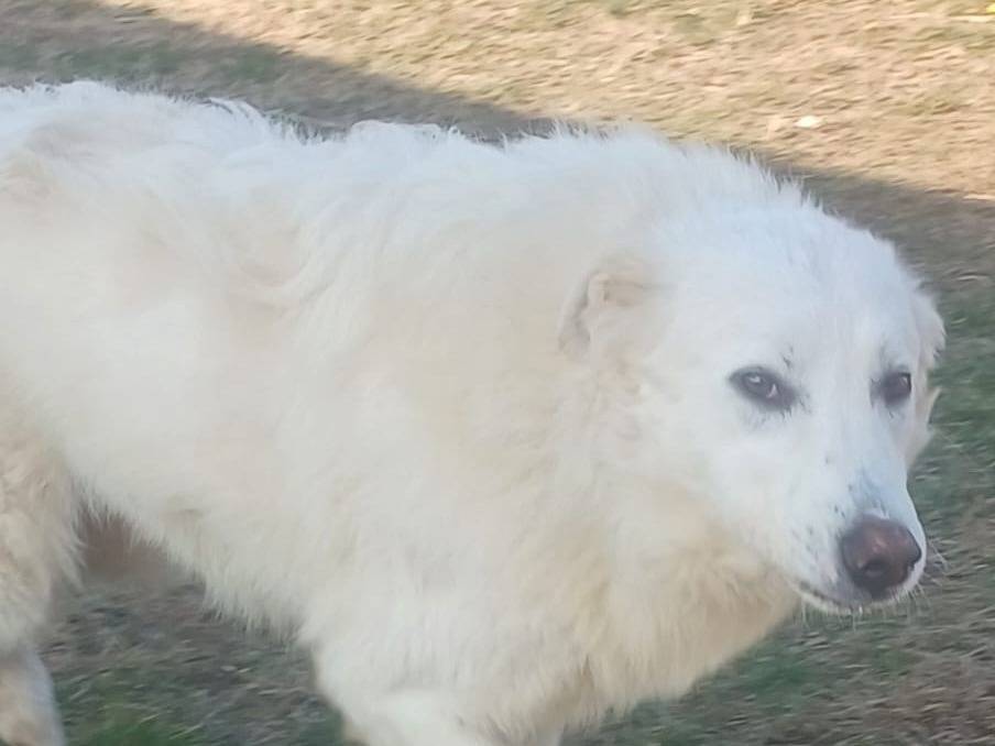 Adozione cane, maschio, Razza sconosciuta Razza sconosciuta, 4 anni e 5 mesi, taglia grande, Mantova