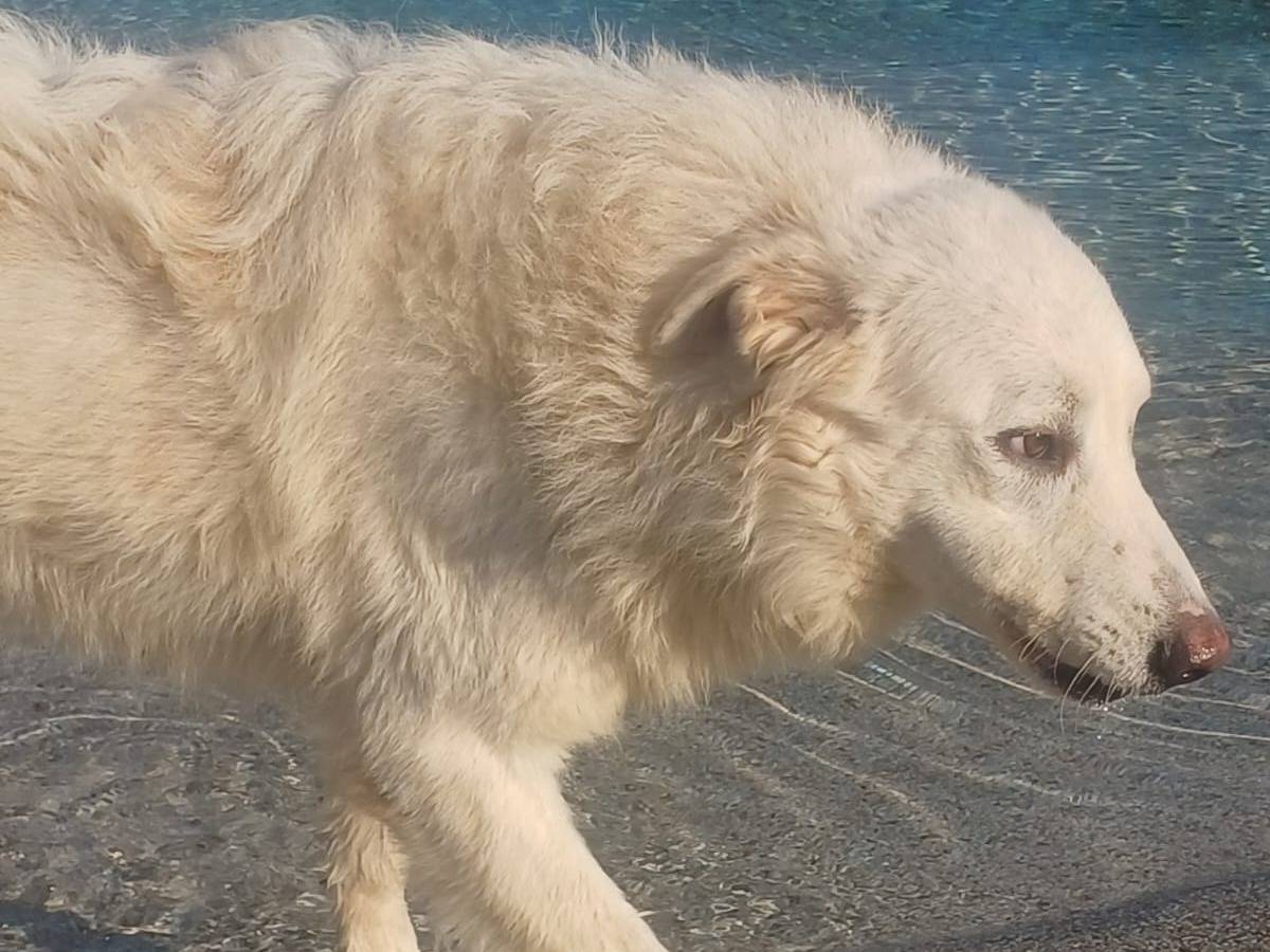 Adotta un cane, taglia grande, maschio, Mantova