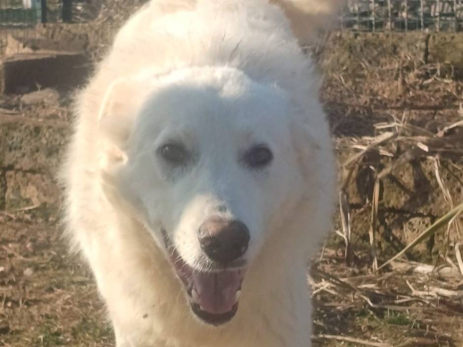 Adotta il cane SNIPPER a Mantova