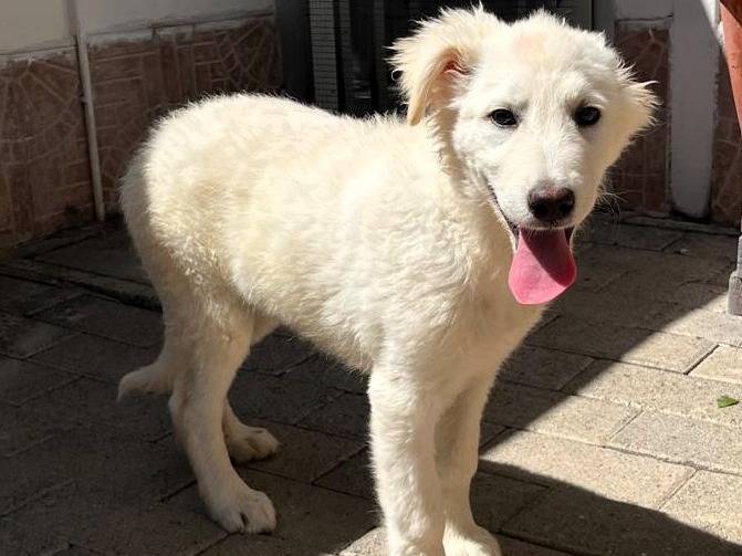 Adozione cane, femmina, Razza sconosciuta Razza sconosciuta, 3 mesi, taglia media contenuta, Milano