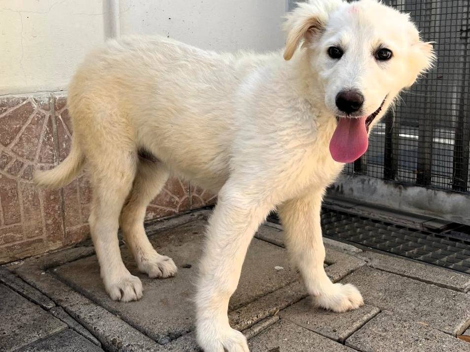 Adotta un cane, femmina, 3 mesi, Milano