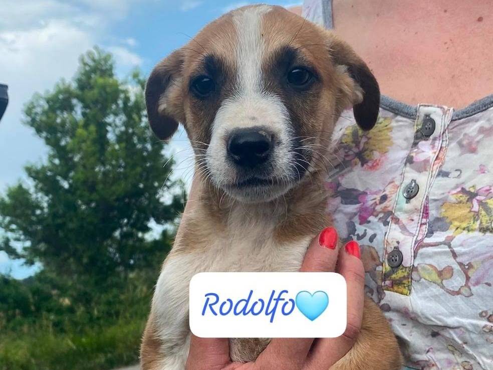 Adozione cane, maschio, Amstaff Dogo Argentino, 2 mesi, taglia media, Catanzaro