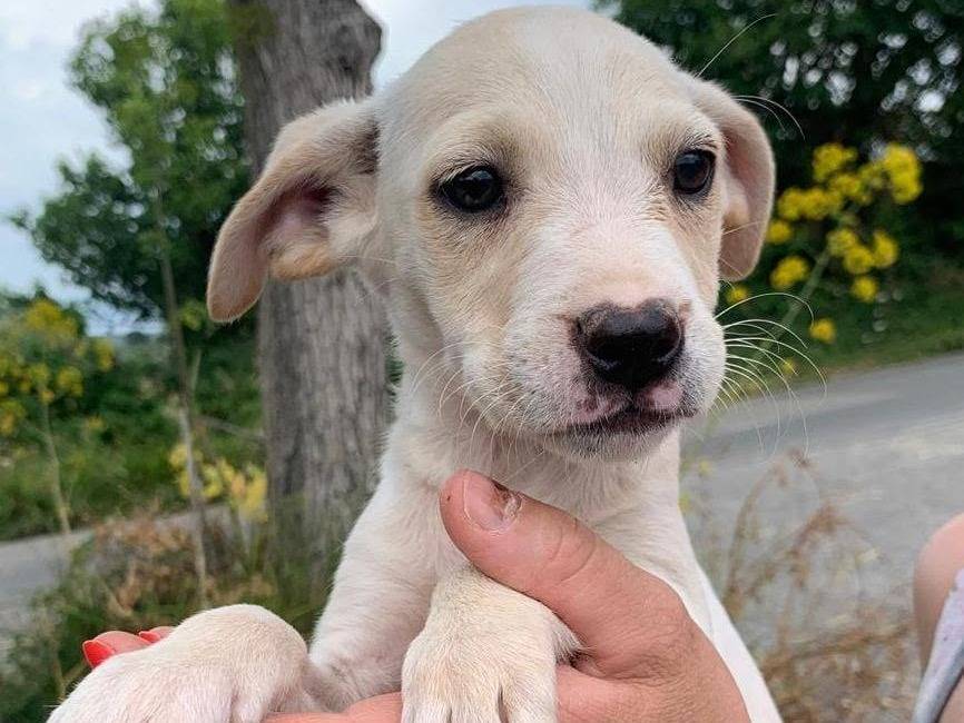 Vuoi adottare un cane a Catanzaro?