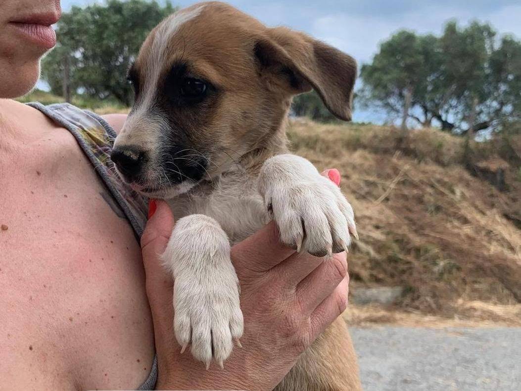 Adotta un cane, maschio, 2 mesi, Catanzaro