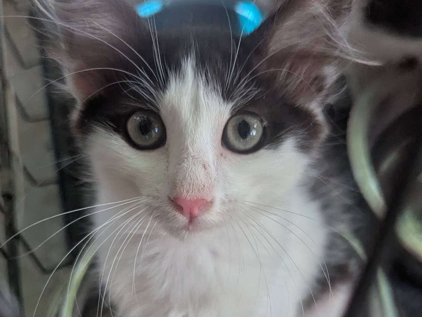 Adozione gatto, femmina, Razza sconosciuta Razza sconosciuta, 2 mesi, taglia non valida, Teramo