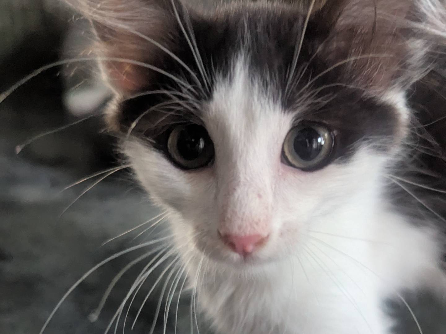 Adotta un gatto, taglia non valida, femmina, Teramo