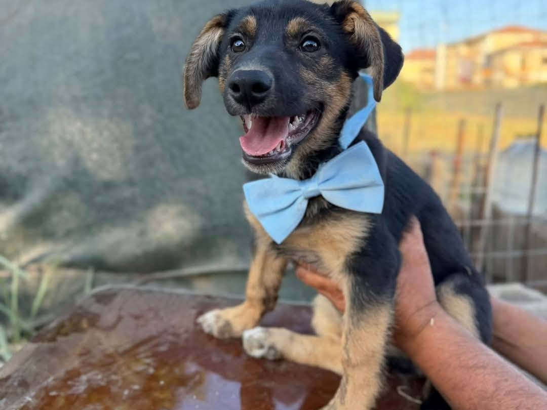 Adozione cane, maschio, Bassotto Razza sconosciuta, 2 mesi, taglia media contenuta, Caserta
