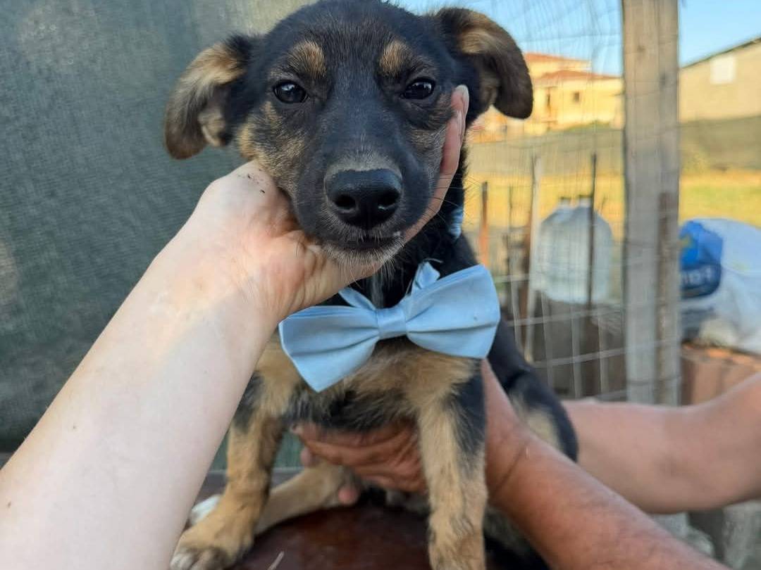 Adotta un cane, maschio, 2 mesi, Caserta