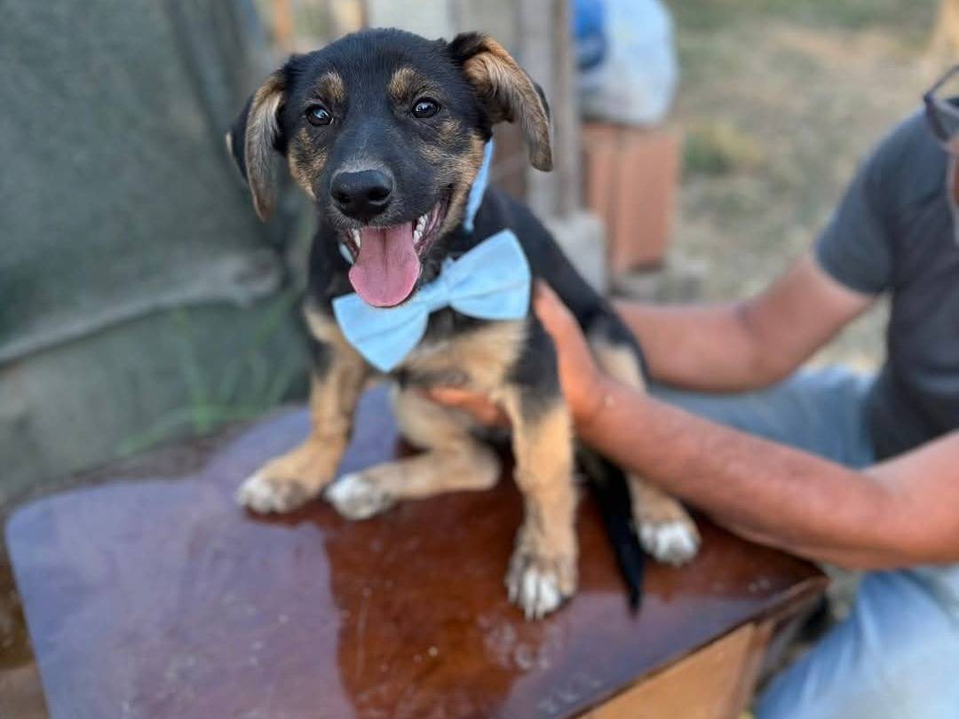 Adotta un cane, taglia media contenuta, maschio, Caserta