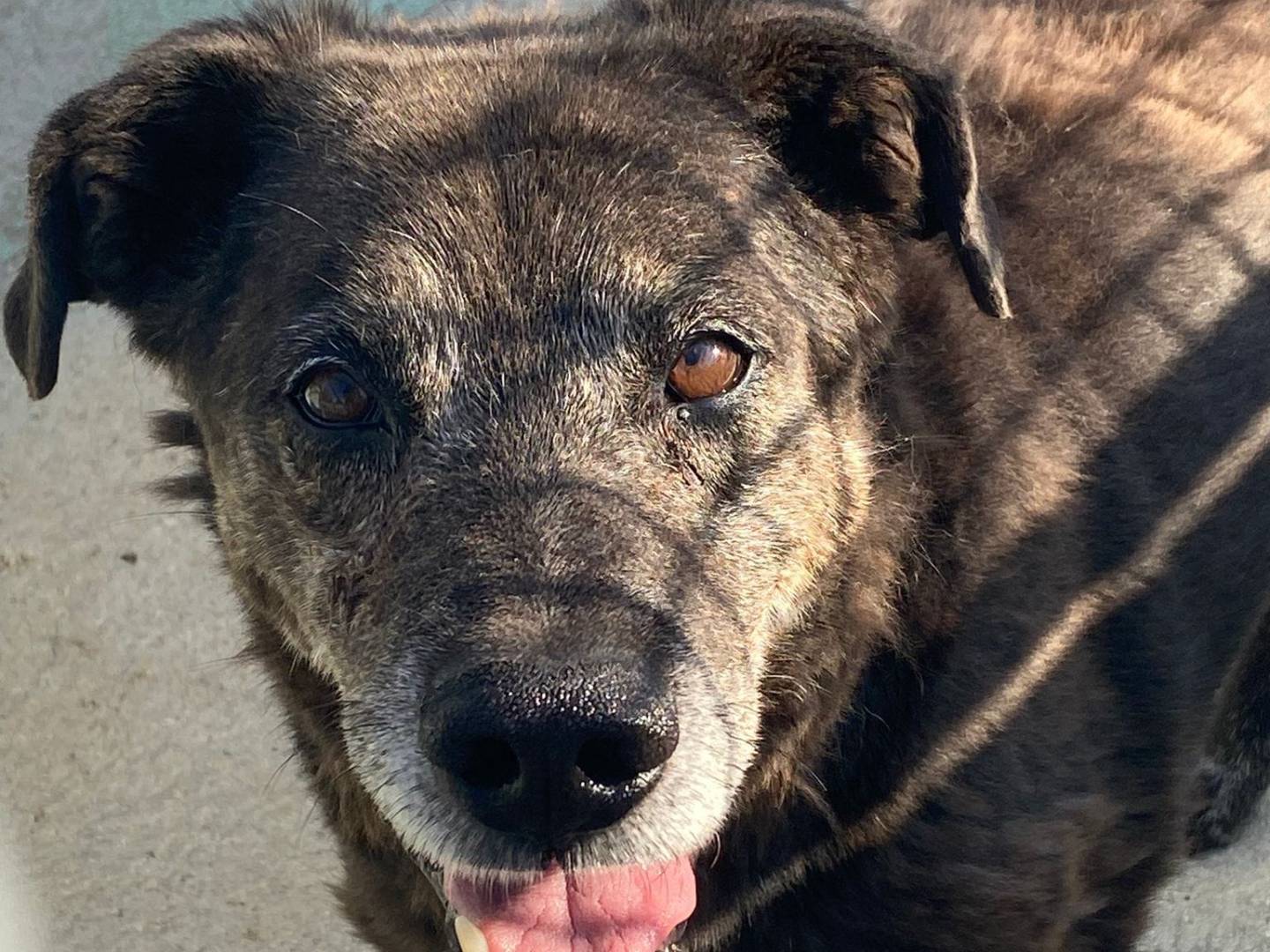 Adozione cane, maschio, Razza sconosciuta Razza sconosciuta, 5 anni e 8 mesi, taglia media, Avellino