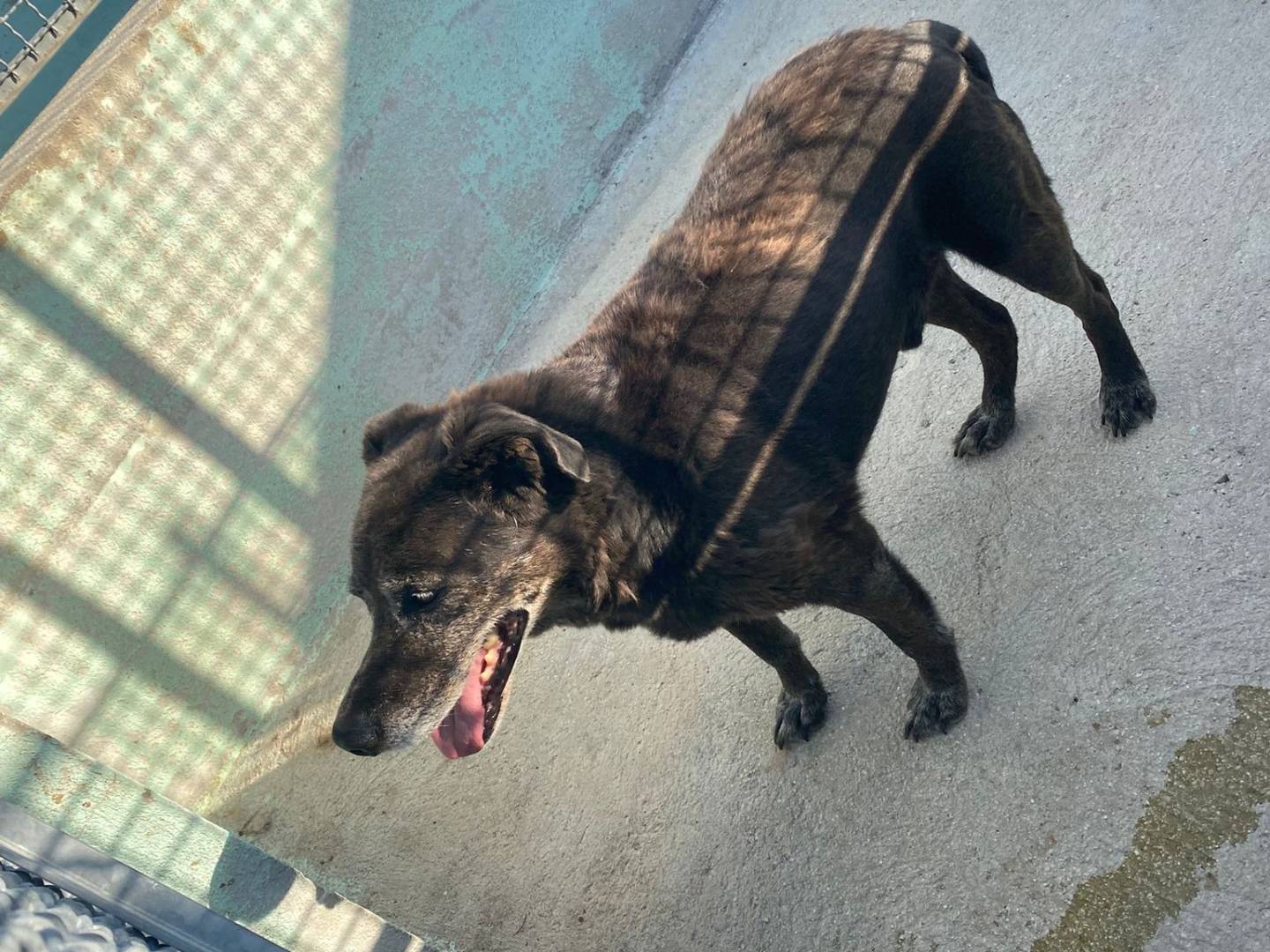 Adotta un cane, taglia media, maschio, Avellino