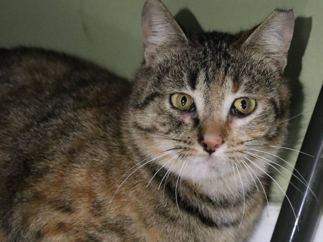Adotta un gatto, femmina, 2 anni e 5 mesi, Torino