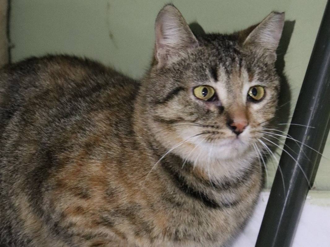 Adotta un gatto, taglia non valida, femmina, Torino