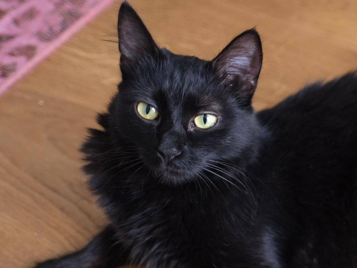 Adotta un gatto, taglia non valida, femmina, Torino