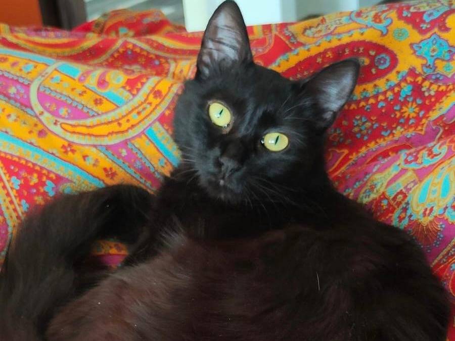 Vuoi adottare un gatto a Torino?