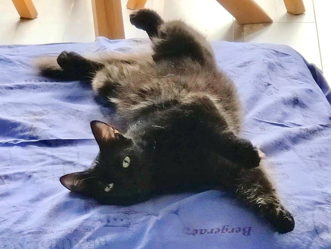 Adozione gatto, femmina, Razza sconosciuta Razza sconosciuta, 10 mesi, taglia non valida, Torino