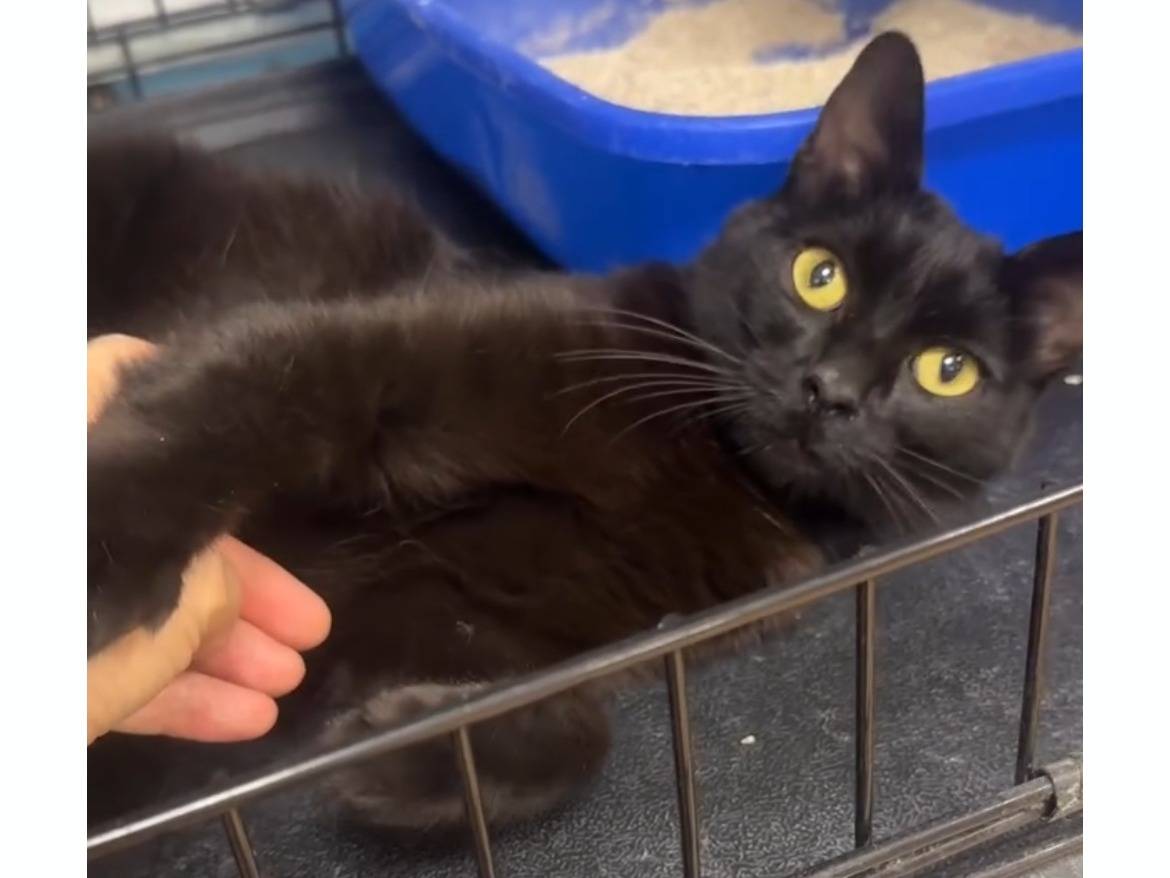 Adozione gatto, maschio, Razza sconosciuta Razza sconosciuta, 1 anno e 1 mese, taglia non valida, Novara