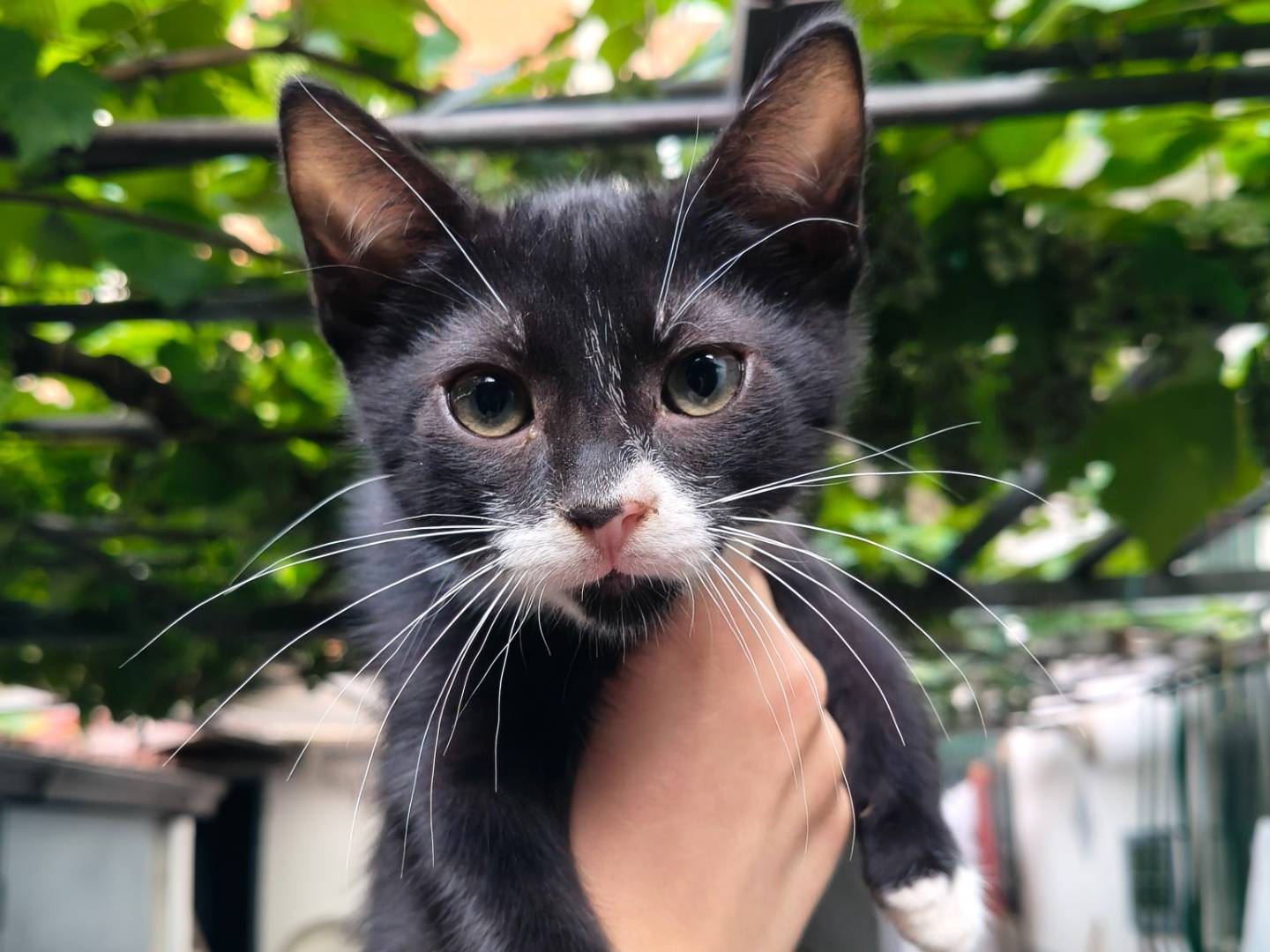 Adozione gatto, maschio, Razza sconosciuta Razza sconosciuta, 1 mese, taglia non valida, Reggio