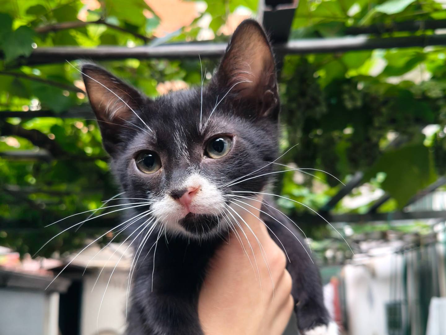 Adotta un gatto, maschio, 1 mese, Reggio