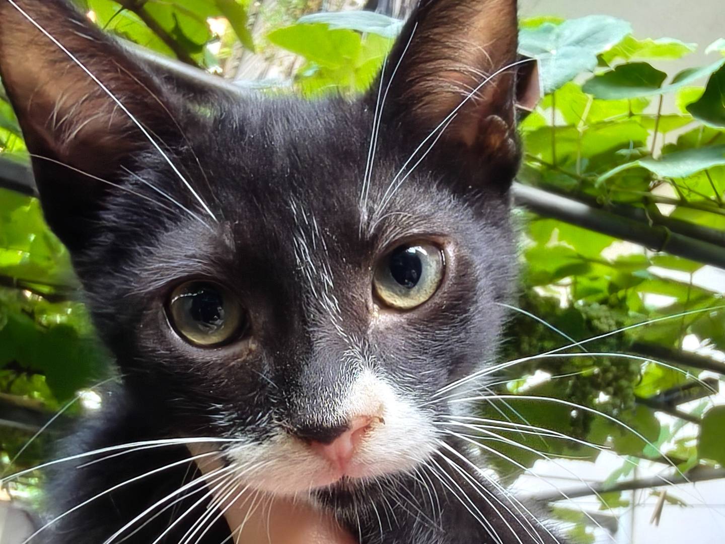 Adotta un gatto, taglia non valida, maschio, Reggio