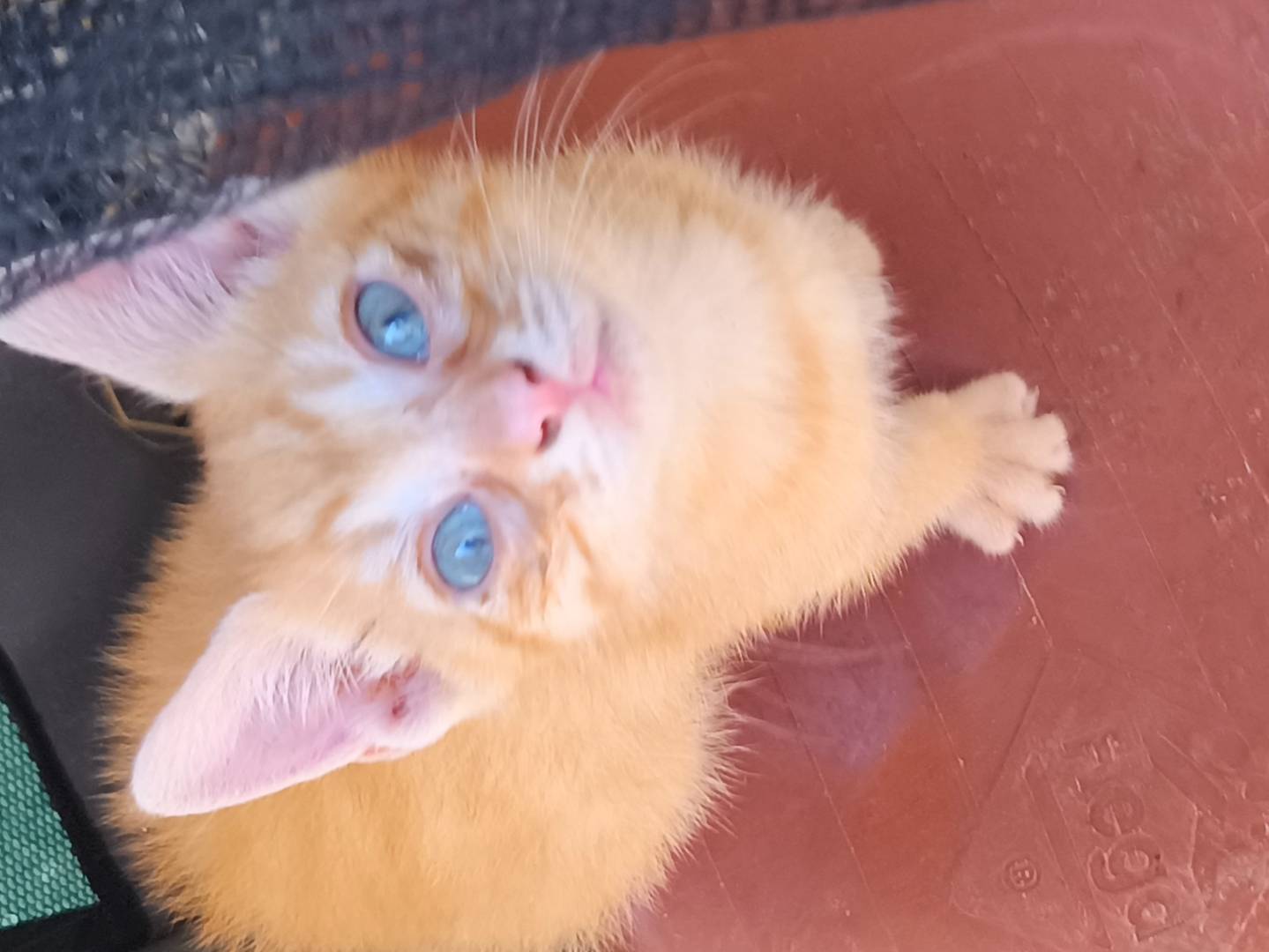 Adozione gatto, maschio, Razza sconosciuta Razza sconosciuta, 1 mese, taglia non valida, Bari