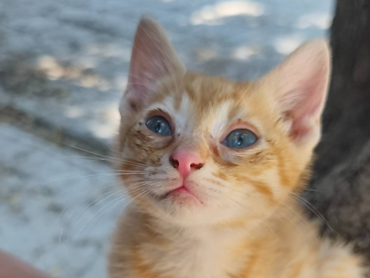 Adotta il gatto Joe il rosso a Bari