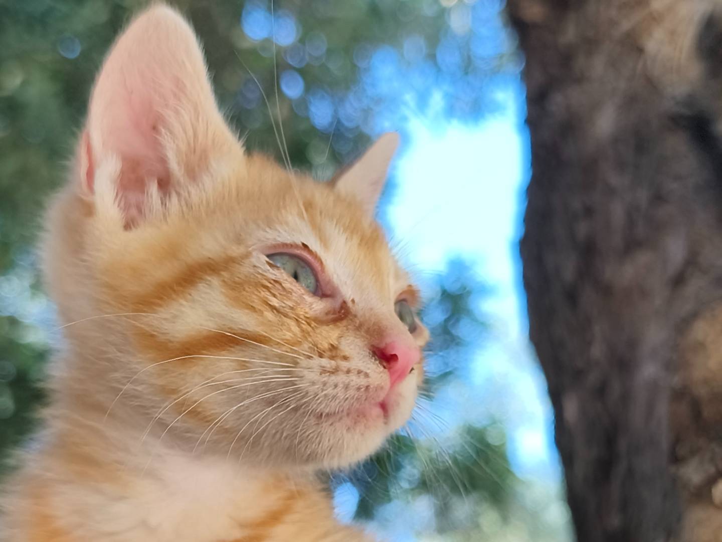 Adotta un gatto, taglia non valida, maschio, Bari