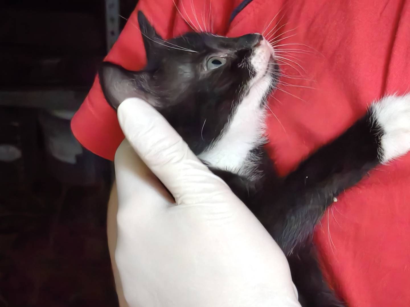 Vuoi adottare un gatto a Reggio?