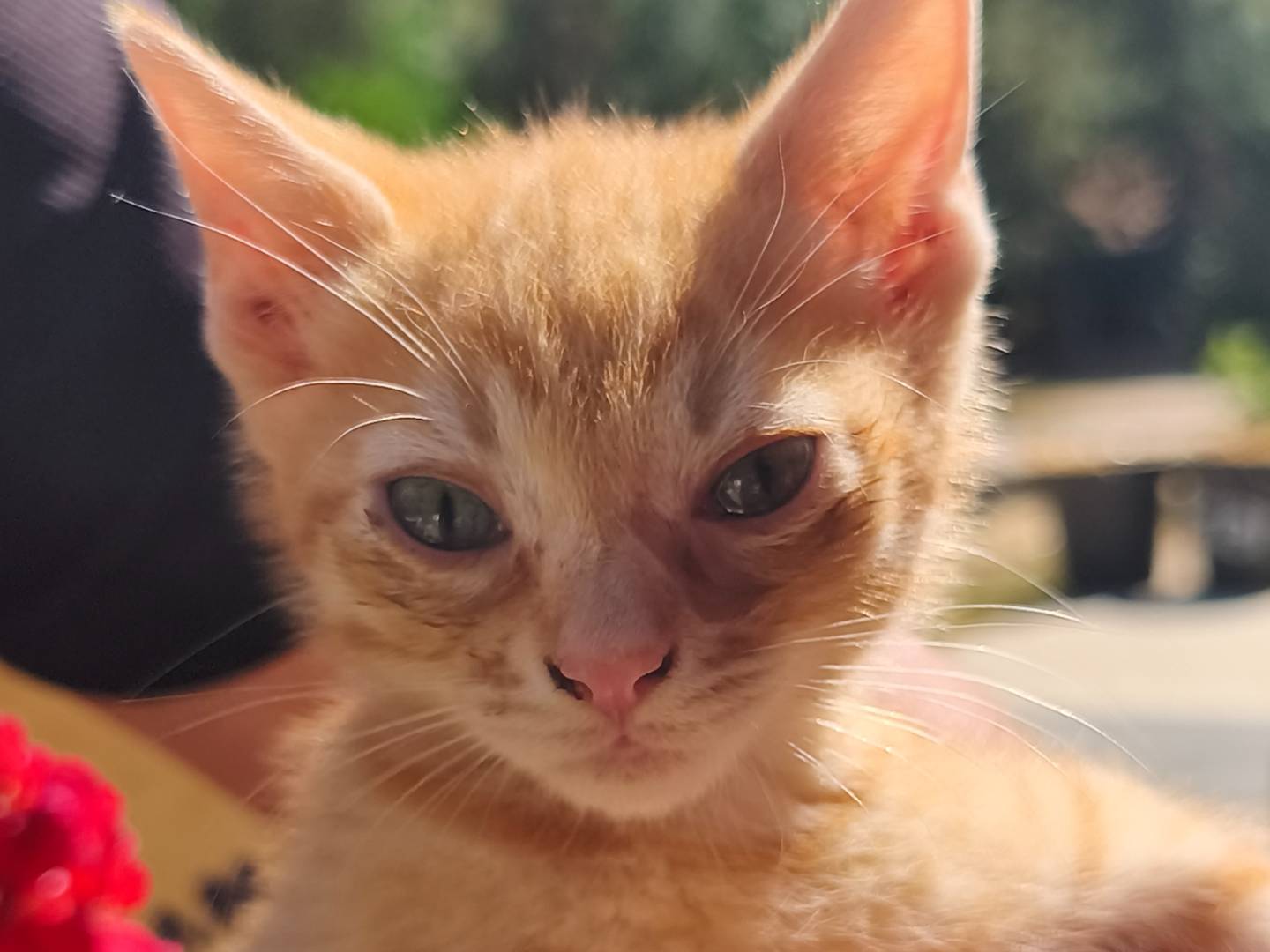 Adotta un gatto, maschio, 1 mese, Bari