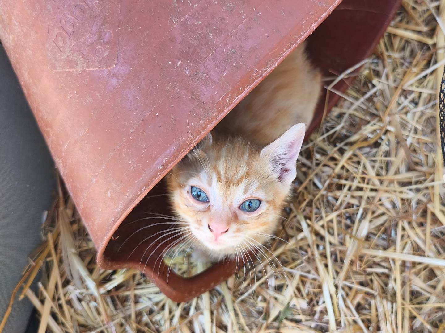 Vuoi adottare un gatto a Bari?