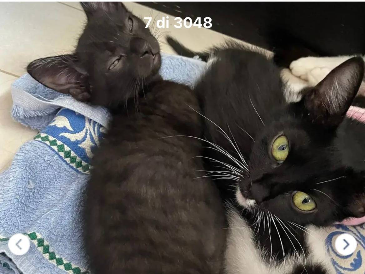 Adozione gatto, femmina, Razza sconosciuta Razza sconosciuta, 1 anno e 5 mesi, taglia non valida, Novara