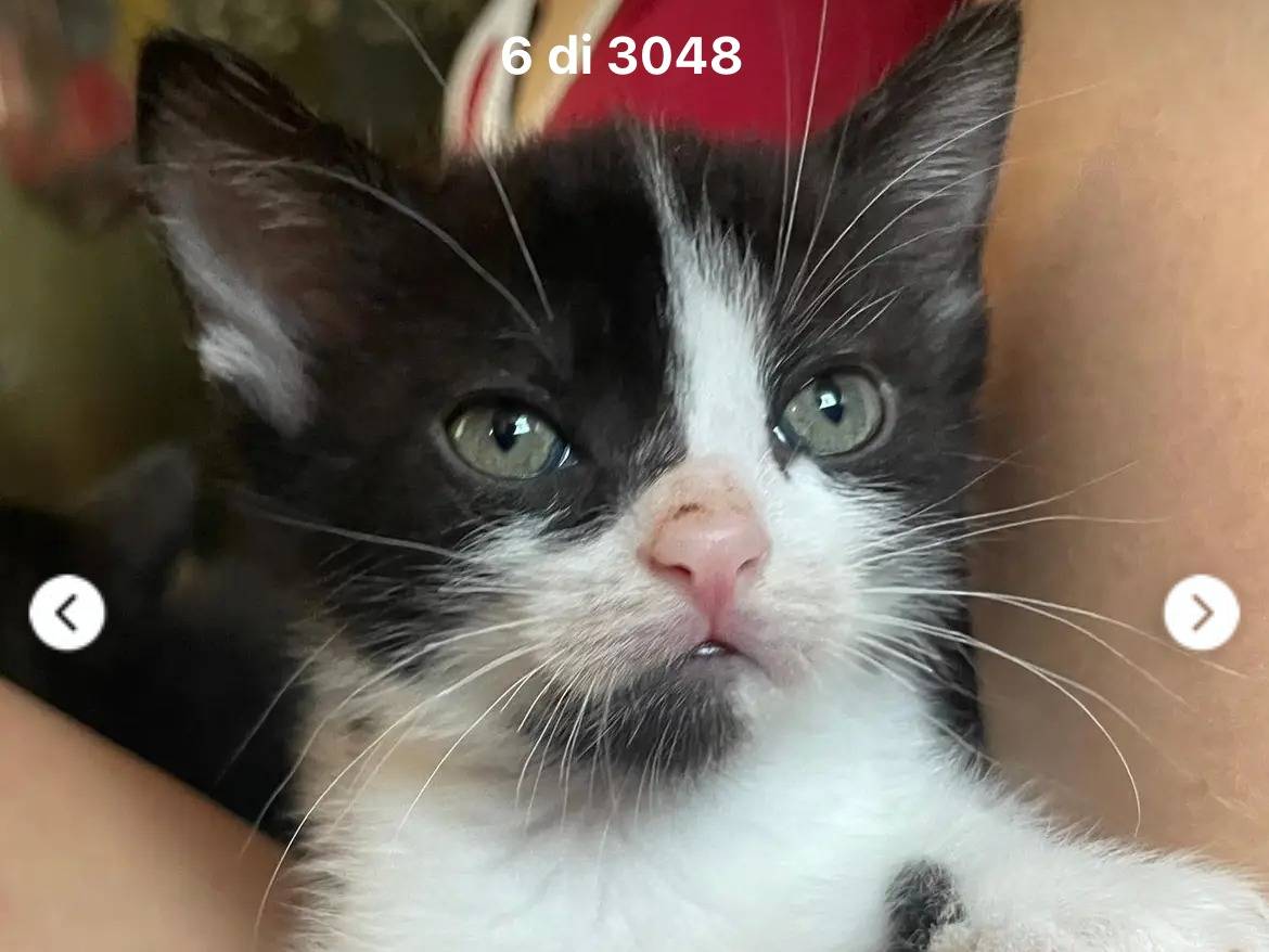 Adotta un gatto, femmina, 1 anno e 5 mesi, Novara