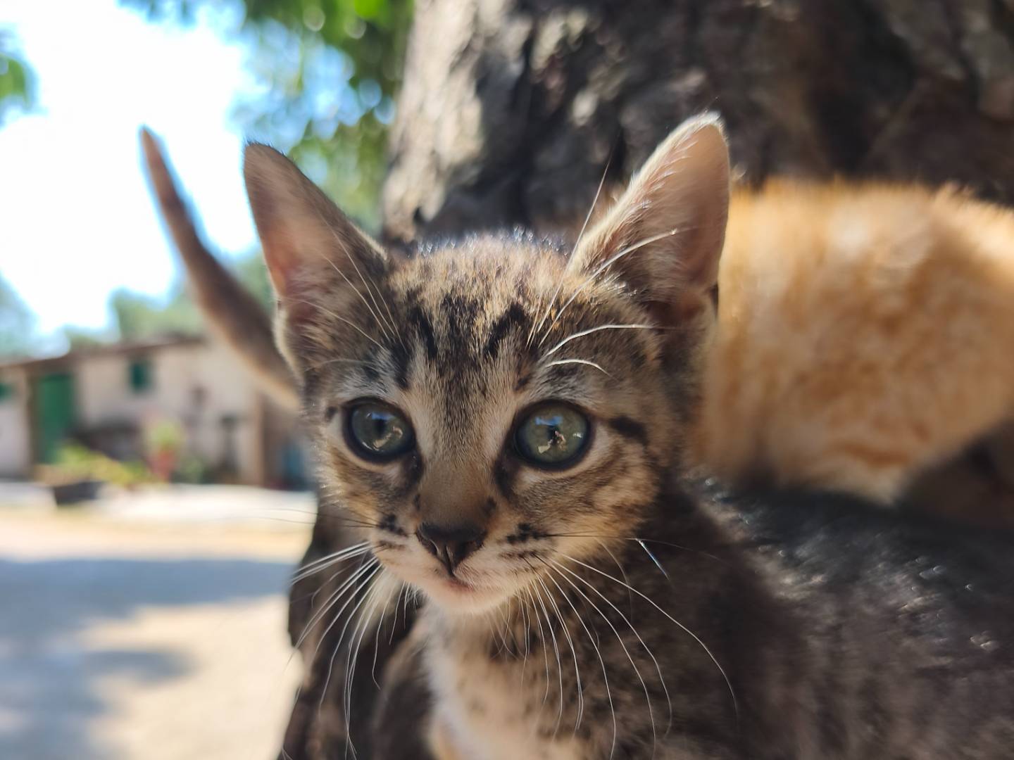 Vuoi adottare un gatto a Bari?