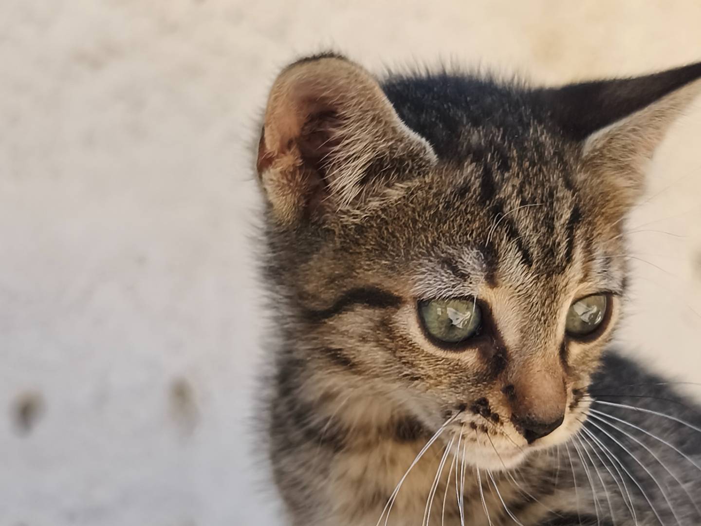 Adotta un gatto, femmina, 1 mese, Bari
