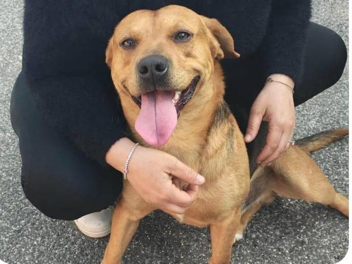 Adozione cane, maschio, Razza sconosciuta Razza sconosciuta, 3 anni e 3 mesi, taglia media contenuta, Roma
