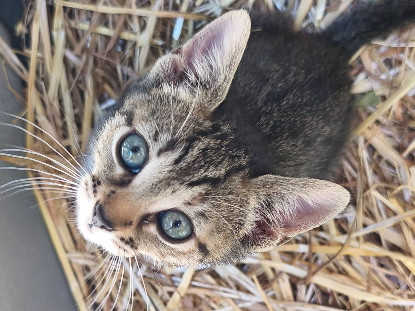 Adozione gatto, femmina, Razza sconosciuta Razza sconosciuta, 1 mese, taglia non valida, Bari