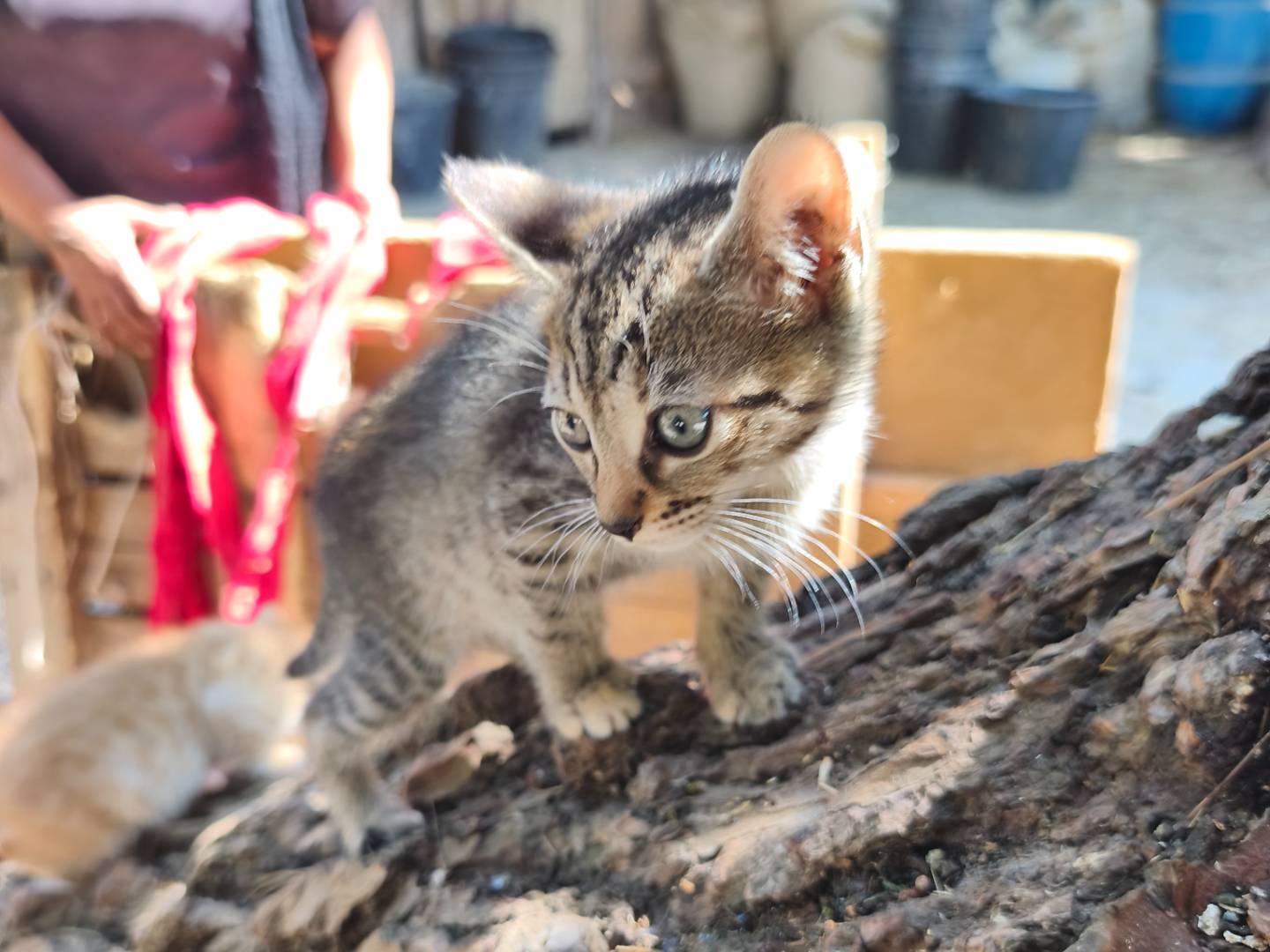 Adotta il gatto Tagadà a Bari