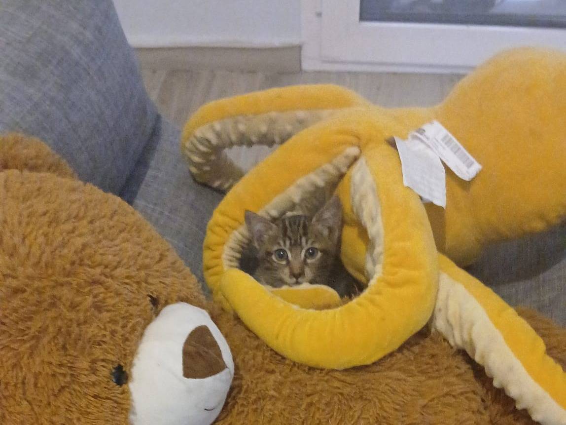 Adozione gatto, maschio, Razza sconosciuta Razza sconosciuta, 2 mesi, taglia non valida, Livorno