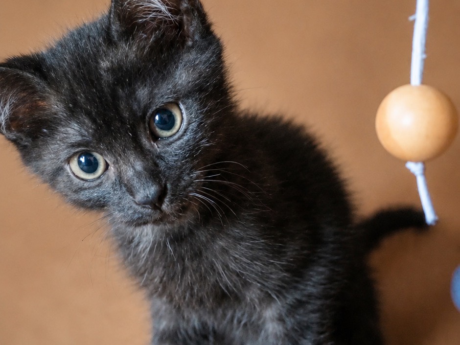 Adozione gatto, femmina, Razza sconosciuta Razza sconosciuta, 2 mesi, taglia non valida, Brescia