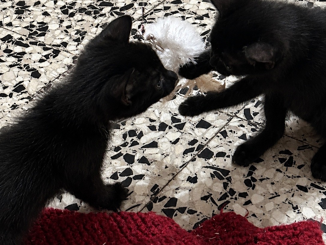Adotta un gatto, femmina, 2 mesi, Brescia